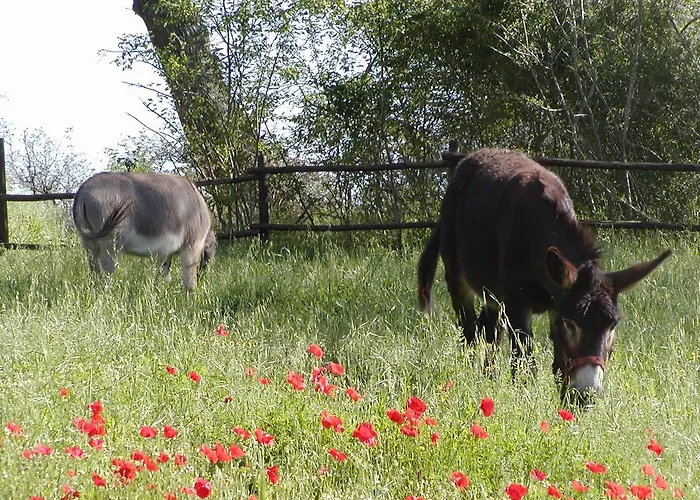 Casale Monticchio Marsciano